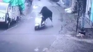 Парнокопытный угонщик скутера попал на видео в Индии