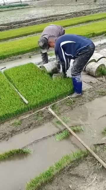 agricultural laborer #satisfying #farming #asmr #machine #trending #automobile #icecream