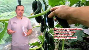 ЭТИ ОГУРЦЫ НЕ ПОДВЕДУТ! Проверенные сорта для теплиц и открытого грунта