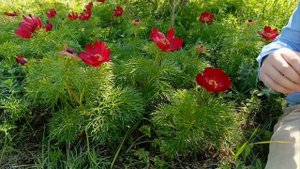 Крымский республиканский конкурс «Моя Родина - Крым» 
Панфилов М.С. 
«Дикие пионы»