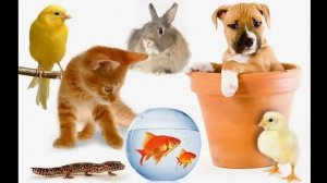 have you got a pet?