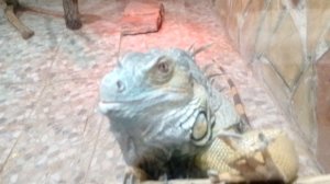 Ижевский зоопарк 2023, варан