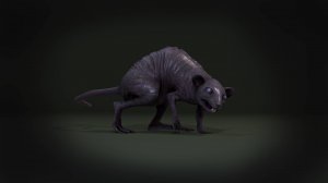Rat