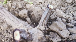 Заморозки повредили виноград, что делать