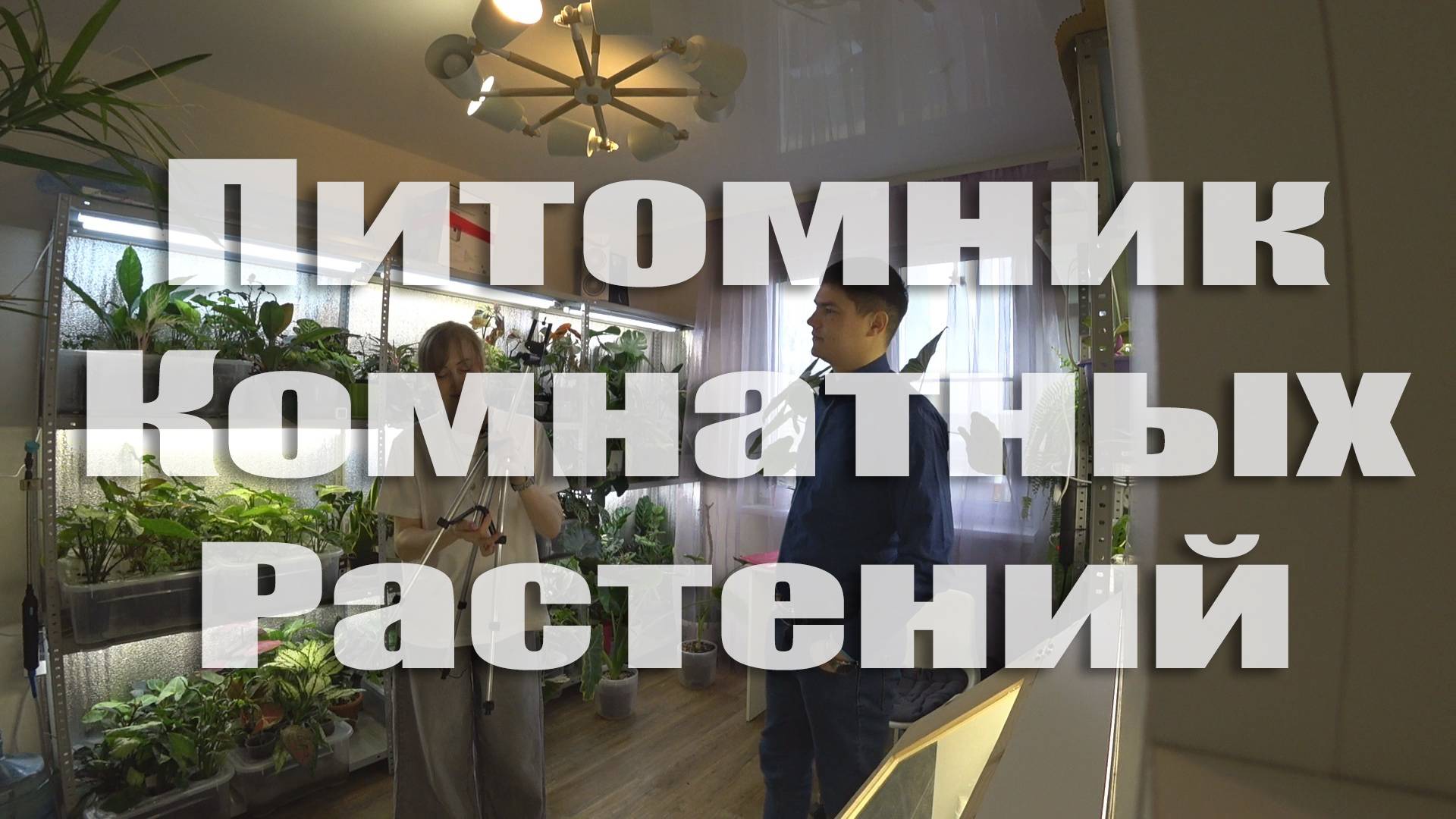 Комнатные растения. Питомник Mon Plant. В Нижнем Новгороде.