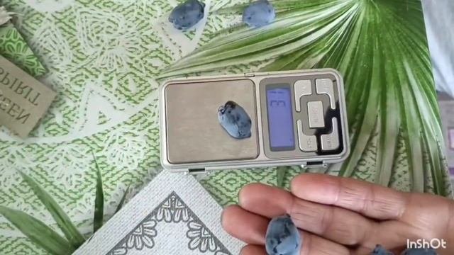Жимолость. Ягода нашей жимолости.