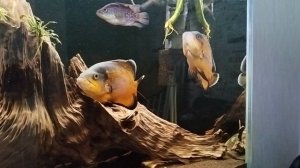 Астронотус красный орех.