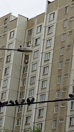 Чайка босс