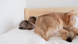3_Мама кошка моет котенка