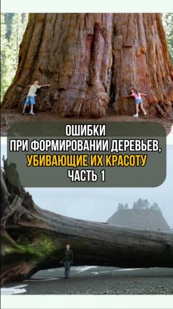 Ошибки при формировании деревьев, убивающие их красоту. Часть 1