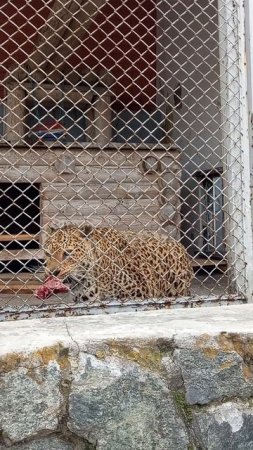 Хищники🐆