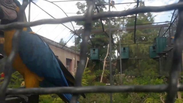 Едем в Крым с детьми на море. Парк львов Тайган. Из Чувашии на машине на море смотреть онлайн