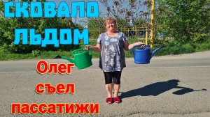 Ейск. Олег  съел пассатижи. Сковало льдом. Забор . Огород и сад на юге.