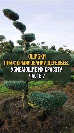 Ошибки при формировании деревьев, убивающие их красоту. Часть 7