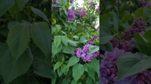 Один раз в год - Весна!🌞🌺 #весна #собакагуляет #цветение #одинразвгод #одуванчики #черемуха #сакур