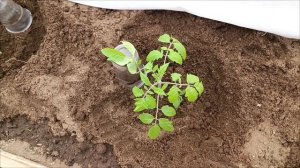 Продолжаю высаживать томаты🍅 в теплицу