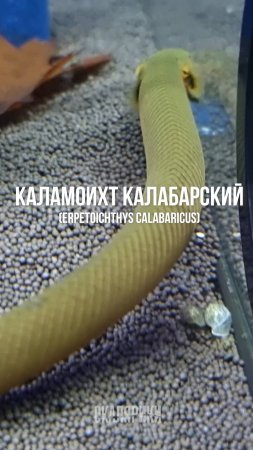 Каламоихт калабарский