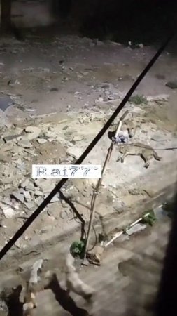 Собаки, используя хитрость, отвлекли внимание хищника от соплеменника