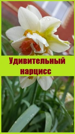 Необычный сорт нарцисса с красной короной!
