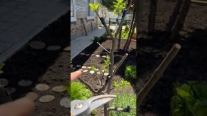 Результат перепрививки айвы
