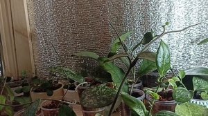 Купила заражённый грунт, теперь борюсь с последствиями.