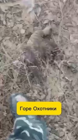Горе Охотники !