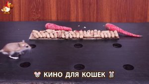 Видео для кошек про крысок развлекать питомцев 🐭🐀😂 79