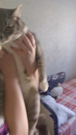 Кот наказан