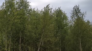 Молодые березки