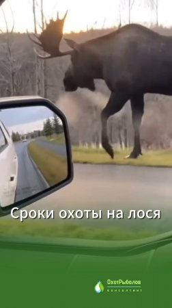 Охота на лося в сезоне 2024-2025: свежие сроки, разрешения, квоты. Николай Середа