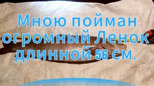 Весенняя рыбалка! Моменты пойманной рыбки! #ленок