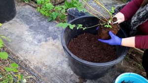 4 условия для успешного выращивания голубики- выполним и будем с ягодой голубикой!