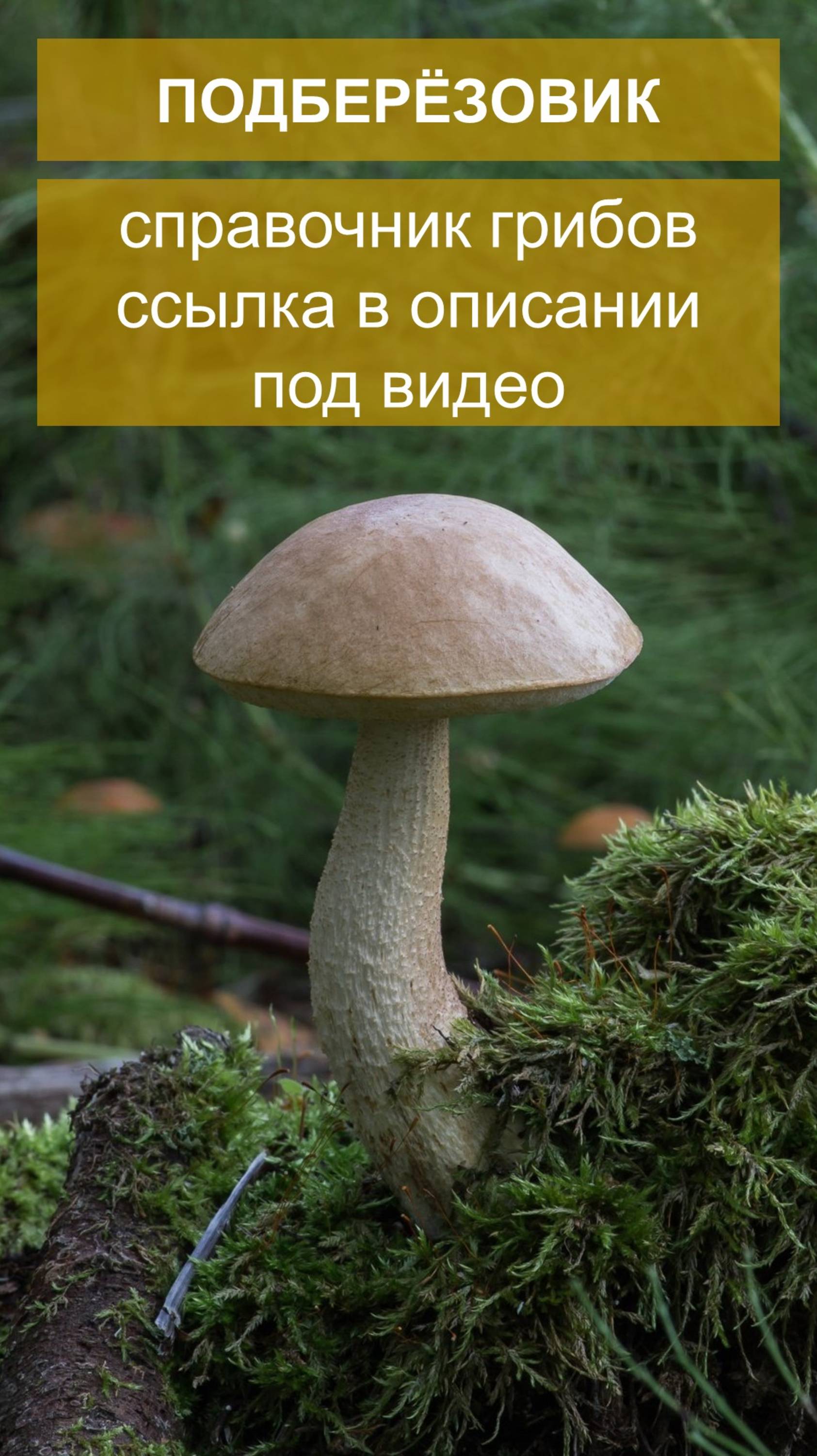 Подберезовик - справочник грибов