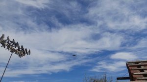 Николаевские голуби 03.05.2025 г обзорчик