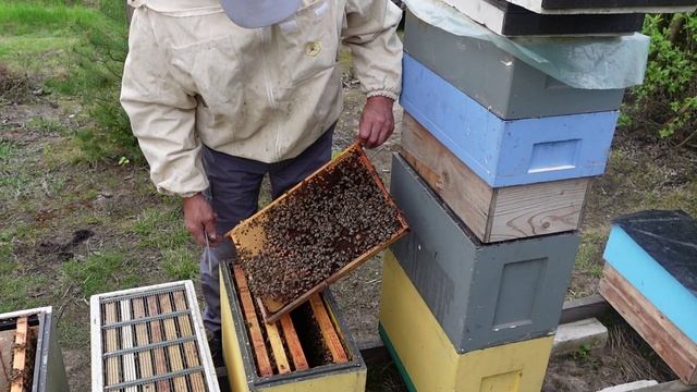 гнгездо шестирамочного улья. сколько нужно корпусолв. смотреть онлайн