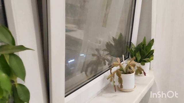 2024.Как я сейчас питаюсь?! // Вспомнила про цветы 🙈//Гуляю по ТЦ // Mariya VD LIFE. смотреть онлайн