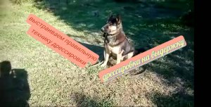 На выдержу дрессировать собаку нужно только так!