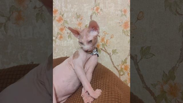 сфинкс Лёвушка. Рыжее солнышко