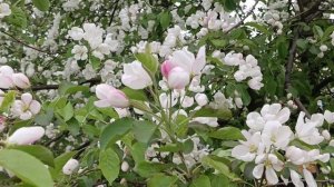 весна цветы🌸🌸🌸magic
