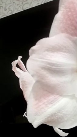 1000028394.mp4