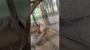 белочка 🐿️