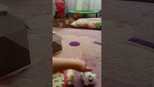 у собаки нюни родился щенок 🐶