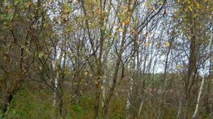 Курцхаар Райт, вальдшнеп