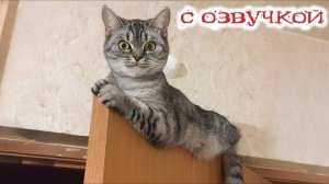 Приколы с котами! - С ОЗВУЧКОЙ! Самые смешные животные! СМЕШНЫЕ КОТЫ!