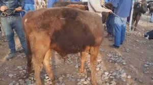 Молбозори Калхозобод Узун Нархи Буқаҳо барои бастан Гови Ҷушо Моли майда 13 апреля 2023 г.