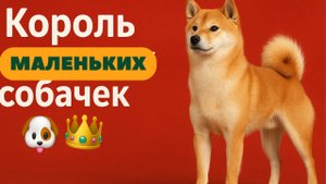 Шиба-ину Маленькая собака с большим характером