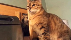 Смешные кошки - Сборник смешных кошек - 1