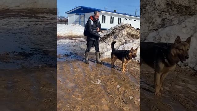 Огромное спасибо всем, кто приедет порадовать собак прогулками и своим вниманием 🥰