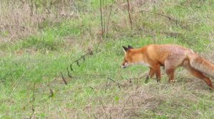 Лесной охотник.