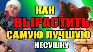 Как ВЫРАСТИТЬ самую ПРОДУКТИВНУЮ несушку.